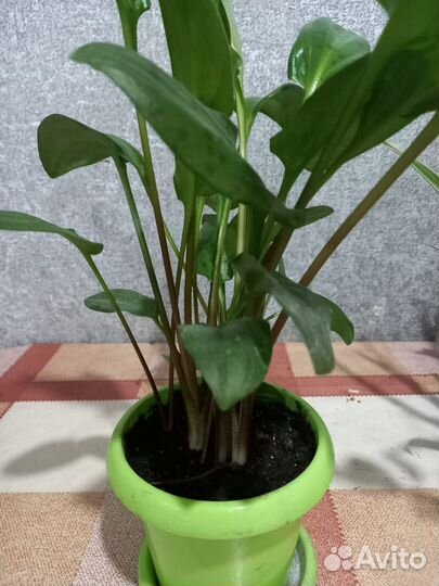 Комнатные цветы