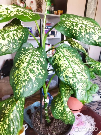 Диффенбахия