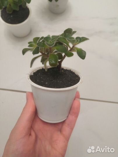 Аихризон дерево Любви