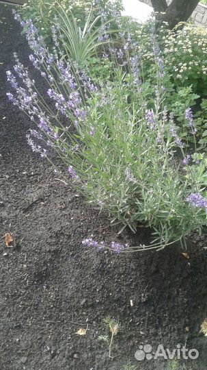 Лаванда