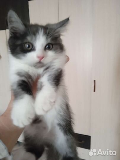 Кошка в дар бесплатно