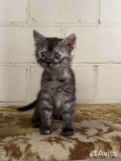 Отдадим 3 котёнка в добрые руки