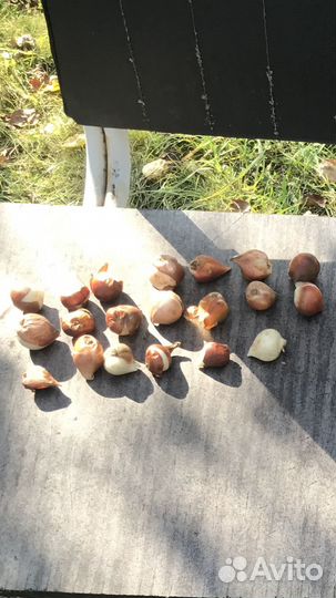 Луковицы тюльпанов