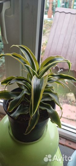 Фикусы разные,бенджамина Кинки и драцена