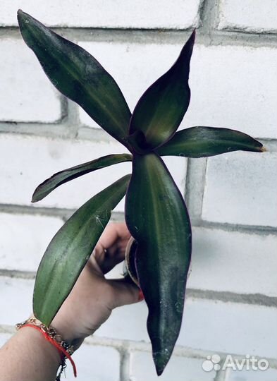 Комнатные растения