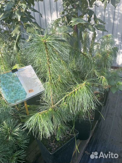 Сосна веймутова