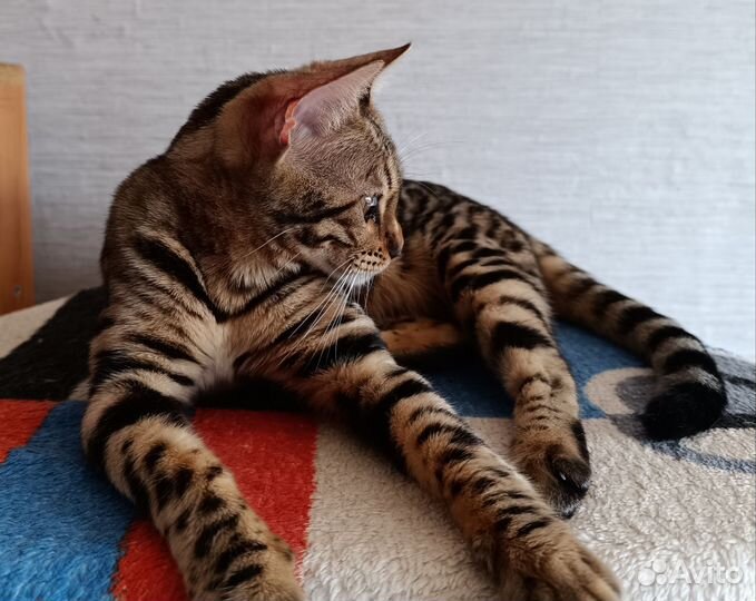 Леопардовая красавица