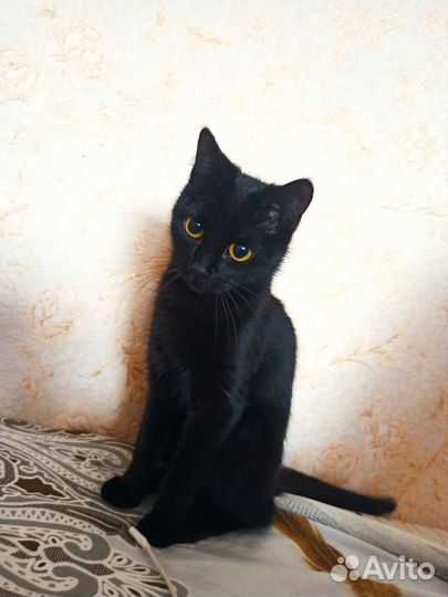 Кошки в добрые руки бесплатно