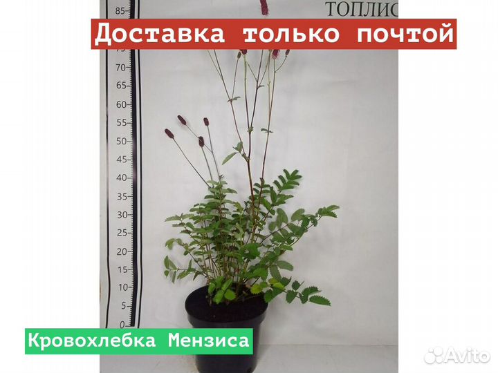 Кровохлебка Мензиса