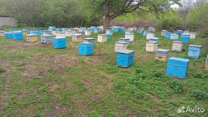 Пчелосемьи