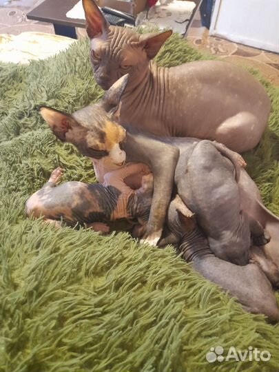 Продажа котят сфинксов