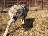 Чехословацкая волчья собака вязка кобель
