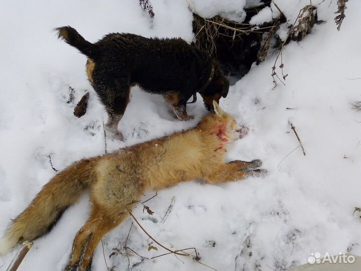 Кобели для Вязок