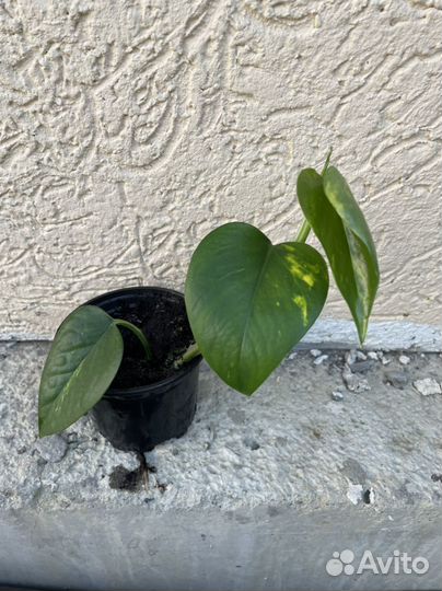 Эпипремнум, герань