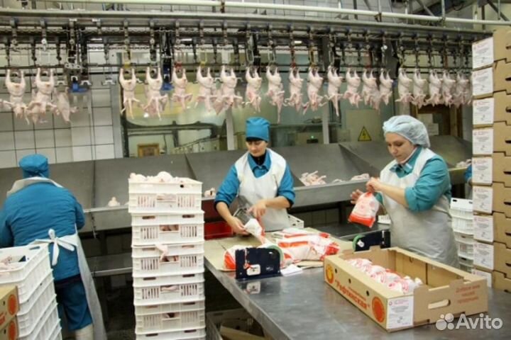 Рабочие на птицефабрику