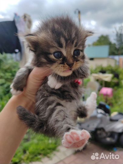 Вислоухие котята в добрые руки