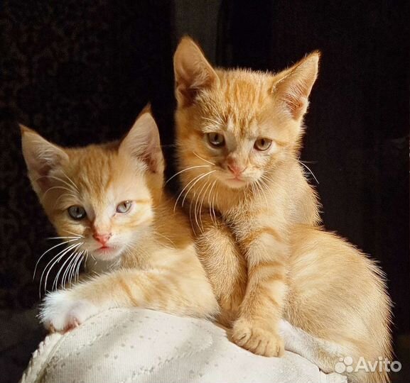 Котятки домашние, готовы к новоселью