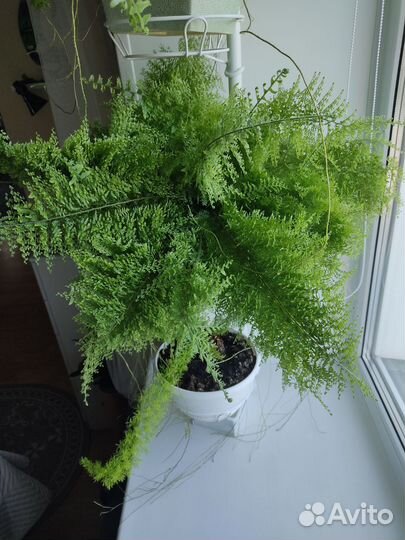 Папоротник ажурный