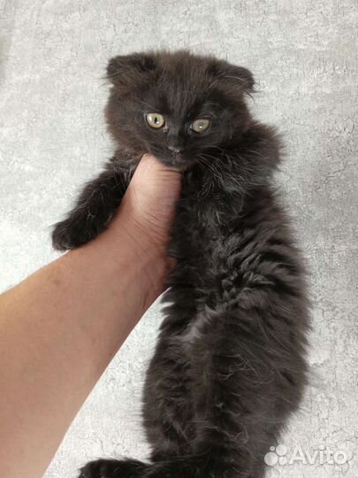 Кошка в дар