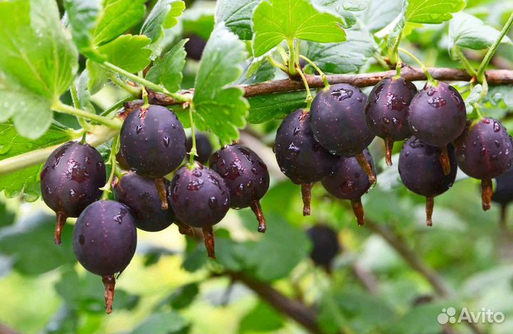 Саженцы смородины, крыжовника