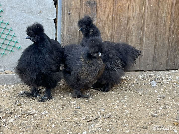 Китайские шелковые