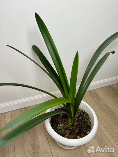 Замиокулькас, Фикусы, Алоэ и др комнатные растения