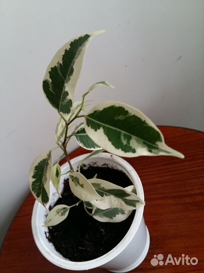 Фикус Бенджамина. Черенки. Де Гантель