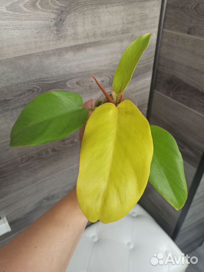 Филодендрон ло спот