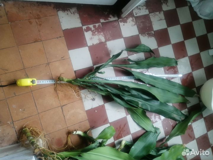 Пальма комнатная, драцена огромная