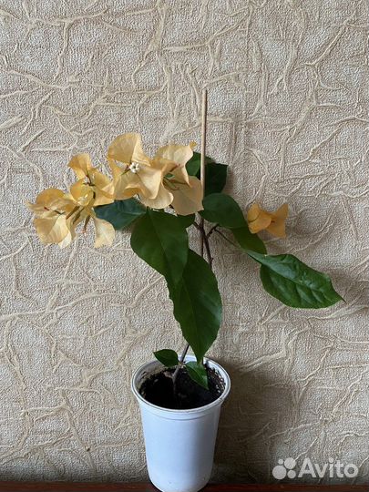 Бугенвиллия