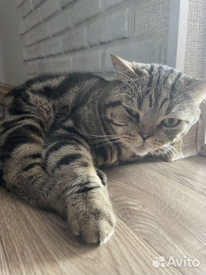 Британский кот