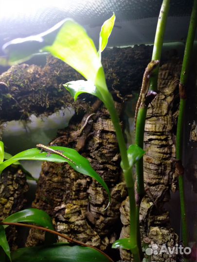 Геккон лугубрис