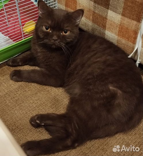 Британская кошка бесплатно