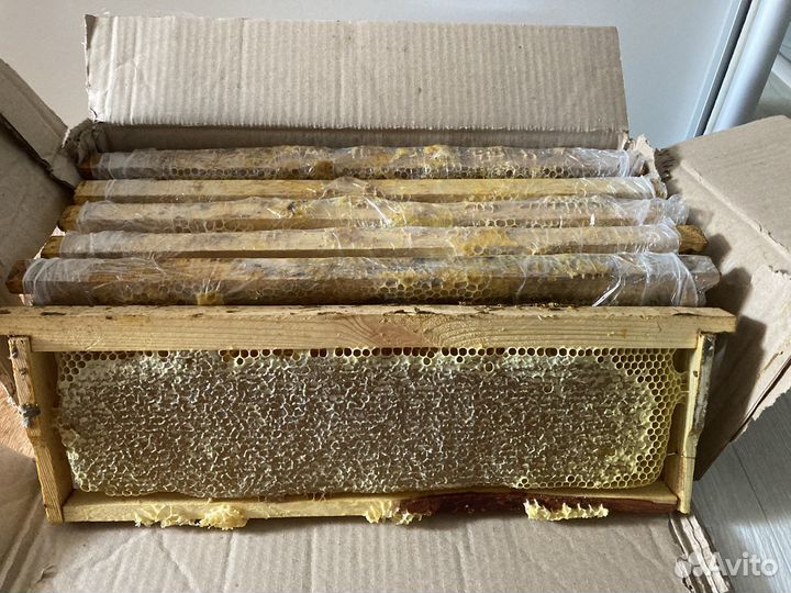 Мед алтайский