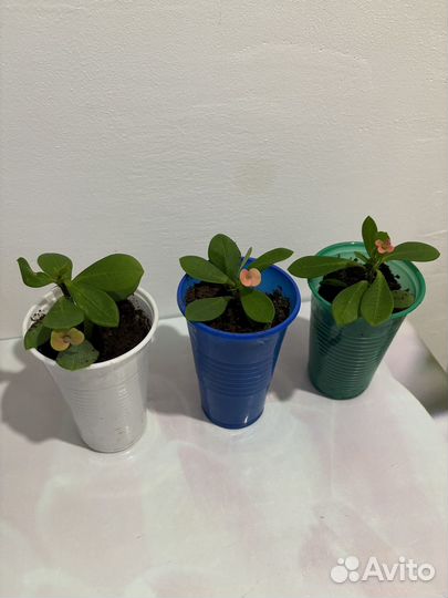 Молочай миля