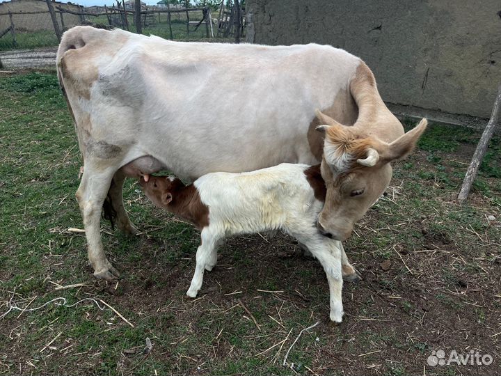 Корова с телёнком