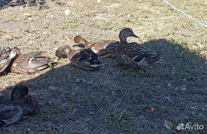 Утка кряква подсадная для охоты