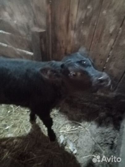 Телята бычки