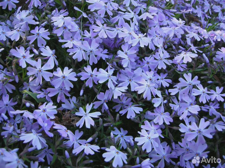 Цветы для альпийской горки