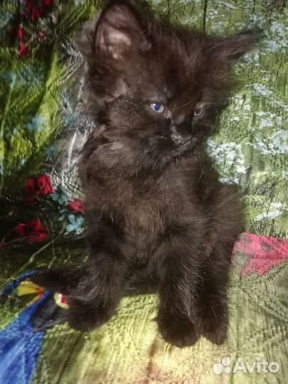 Отдам Катенка мальчика в добрые руки