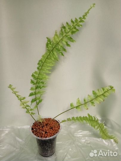 Нефролеписы разные сорта, комнатные растения 6