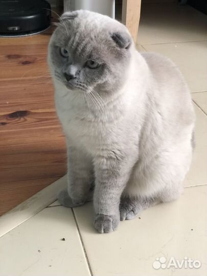 Вязка вислоухий шотландский кот блю пойнт