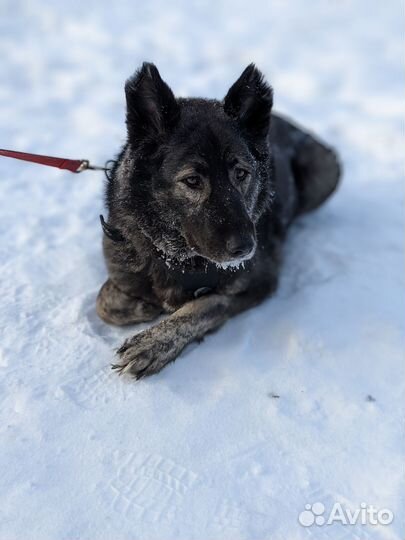 Нора ищет семью