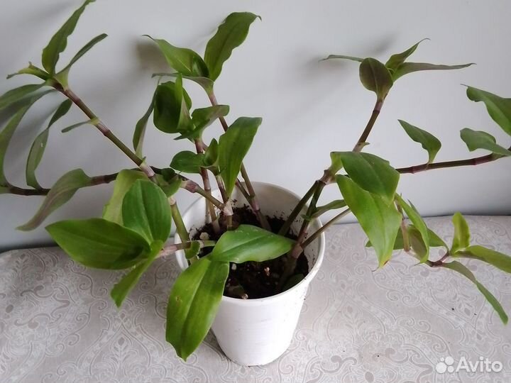 Традесканции