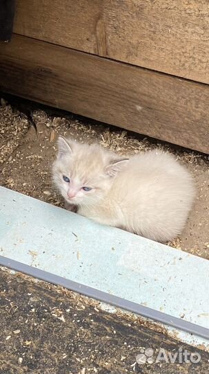 Котята в добрые руки