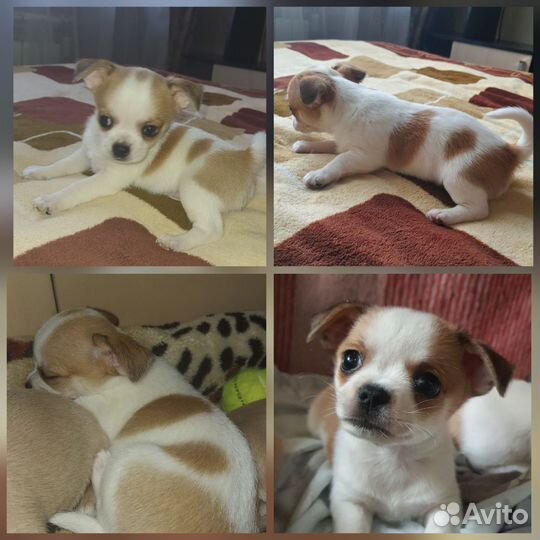 Щенки чихуахуа