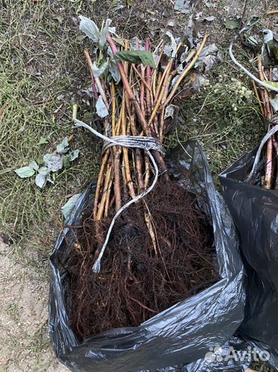 Саженцы малины Полана (Поляна)