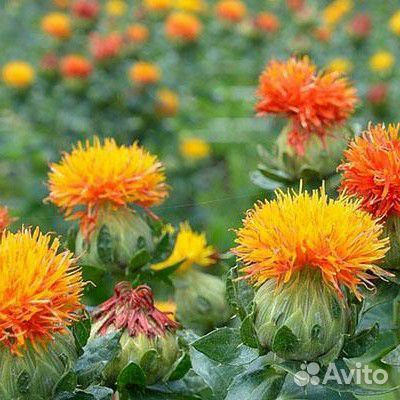 Масло косметическое Дикий шафран