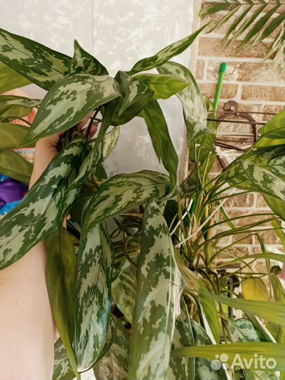 Аглаонемы, диффенбахии