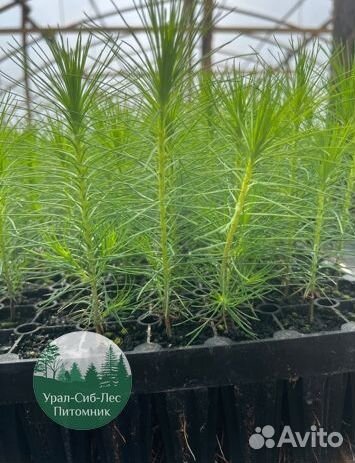 Зкс и окс Сосна Ель Лиственница сеянцы Голуб горн